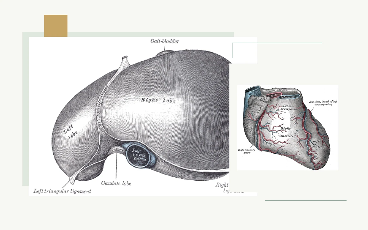 Historical anatomical illustration: underside of the liver · Historical anatomical illustration: heart and coronary blood vessels