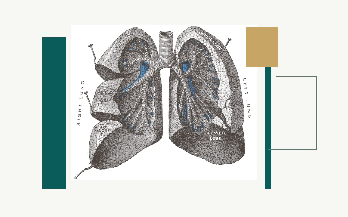 Historical anatomical illustration: lungs with branching bronchi and bronchioles
