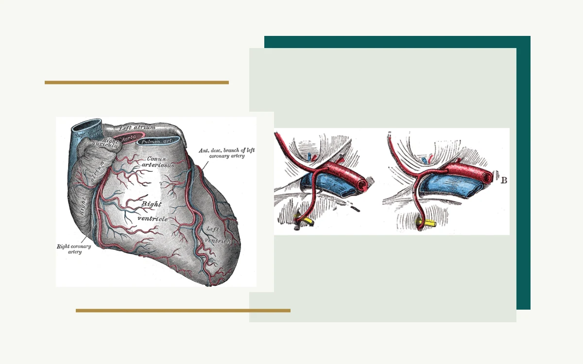 Historical anatomical illustration: arteries and veins · Historical anatomical illustration: heart and coronary blood vessels