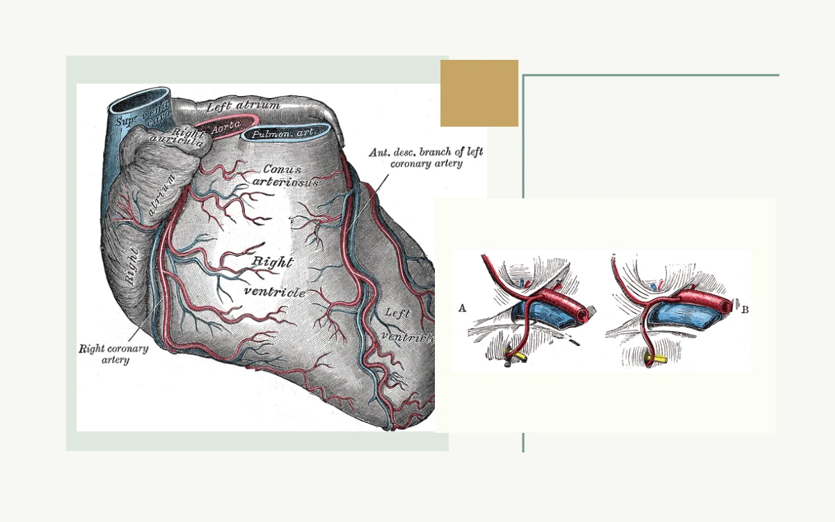 Historical anatomical illustration: heart and coronary blood vessels · Historical anatomical illustration: arteries and veins