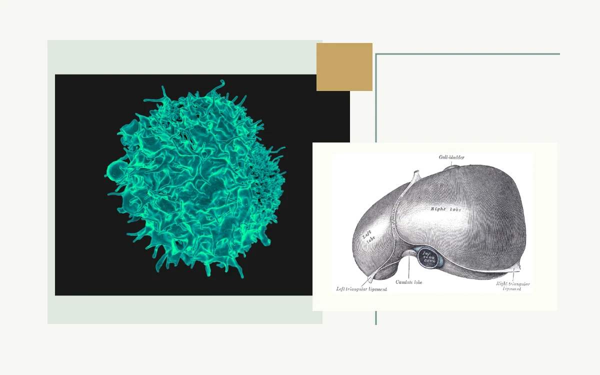 Colourized electron micrograph of a T lymphocyte · Historical anatomical illustration: underside of the liver