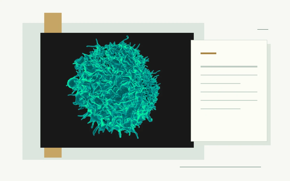 Colourized electron micrograph of a T lymphocyte · Stylized document illustration