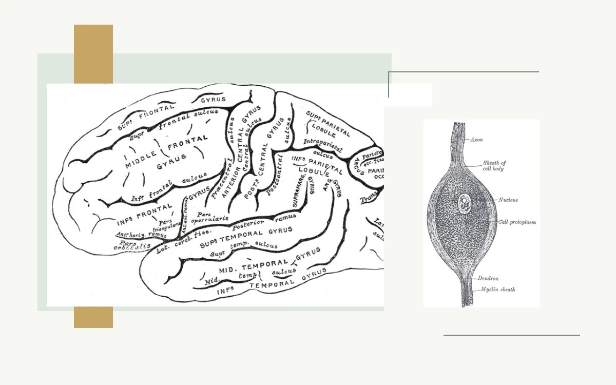 Historical anatomical illustration: side view of the left cerebral hemisphere · Historical anatomical illustration: nerve cell with axon and cell body