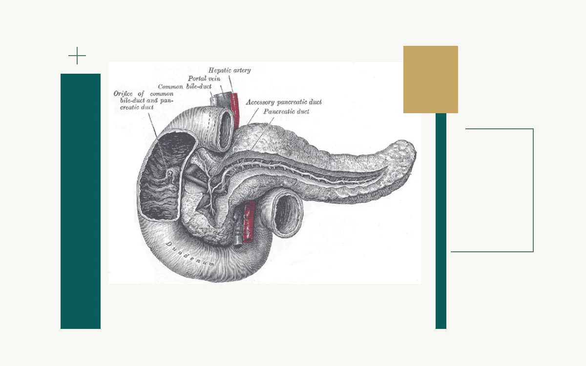 Historical anatomical illustration: pancreas and pancreatic duct