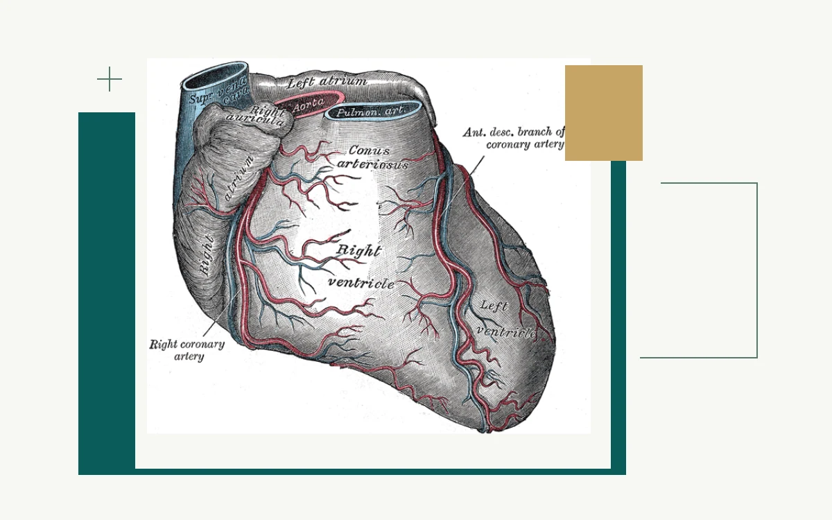 Historical anatomical illustration: heart and coronary blood vessels