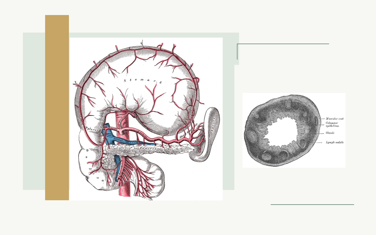 Historical anatomical illustration: stomach and branches of the celiac artery · Historical anatomical illustration: cross-section of the appendix