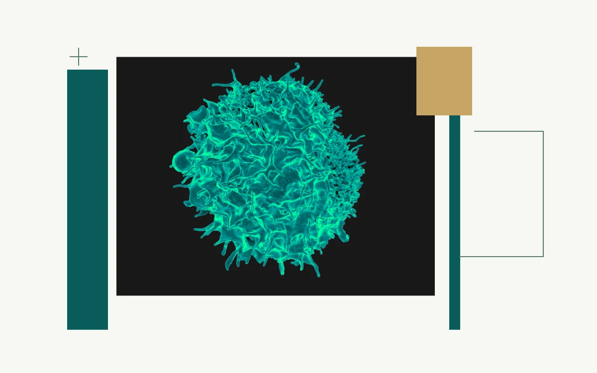 Colourized electron micrograph of a T lymphocyte