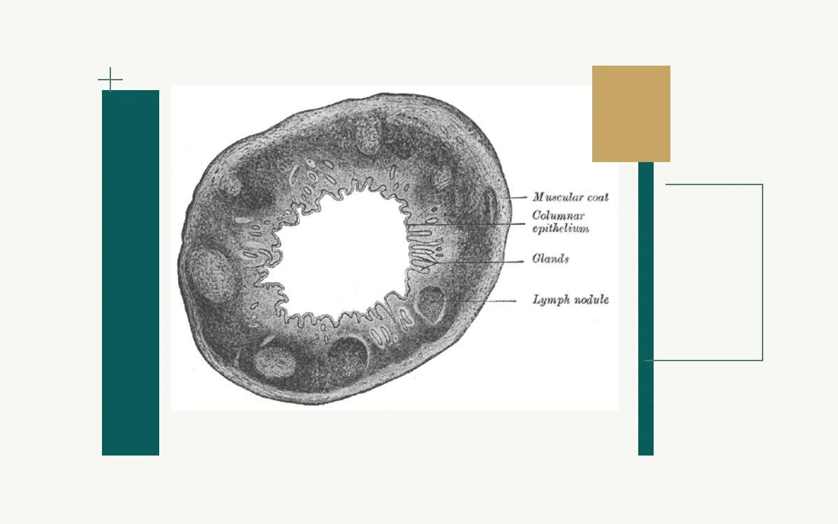 Historical anatomical illustration: cross-section of the appendix