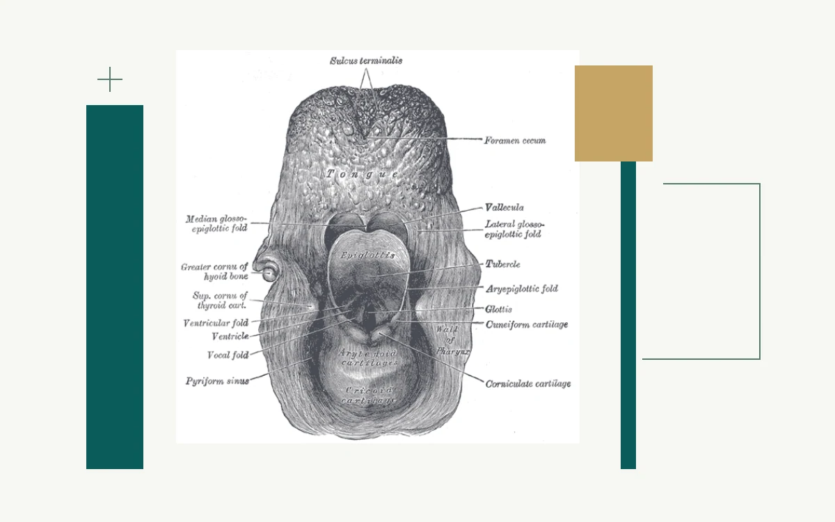 Historical anatomical illustration: entrance to the larynx seen from behind