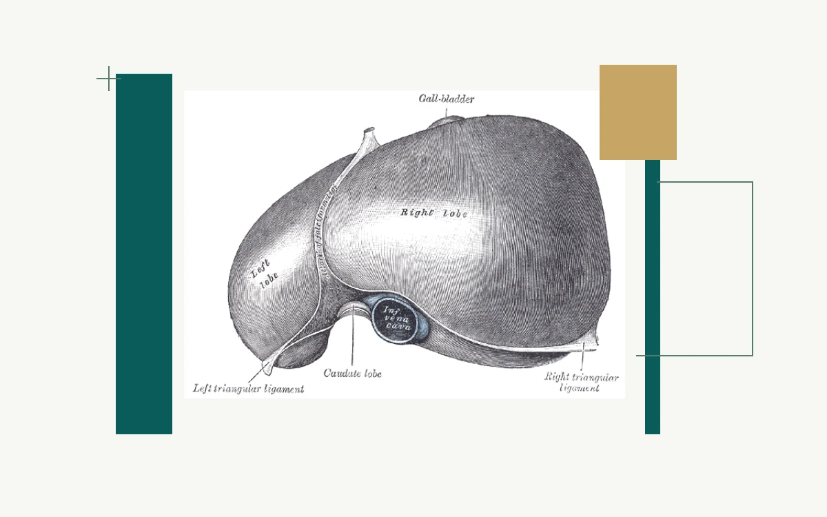 Historical anatomical illustration: underside of the liver