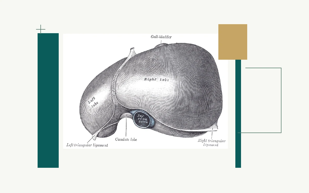 Historical anatomical illustration: underside of the liver