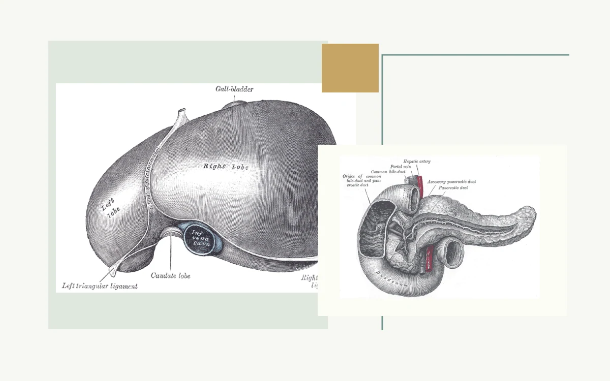 Historical anatomical illustration: underside of the liver · Historical anatomical illustration: pancreas and pancreatic duct