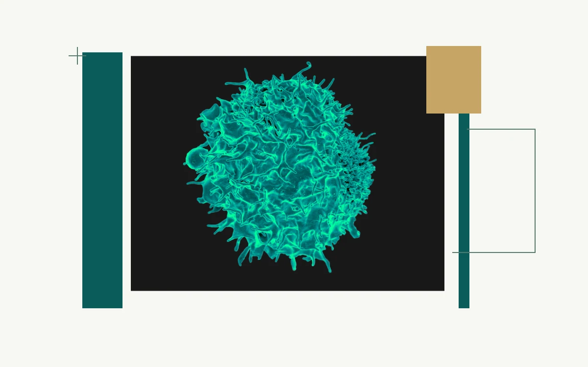 Colourized electron micrograph of a T lymphocyte
