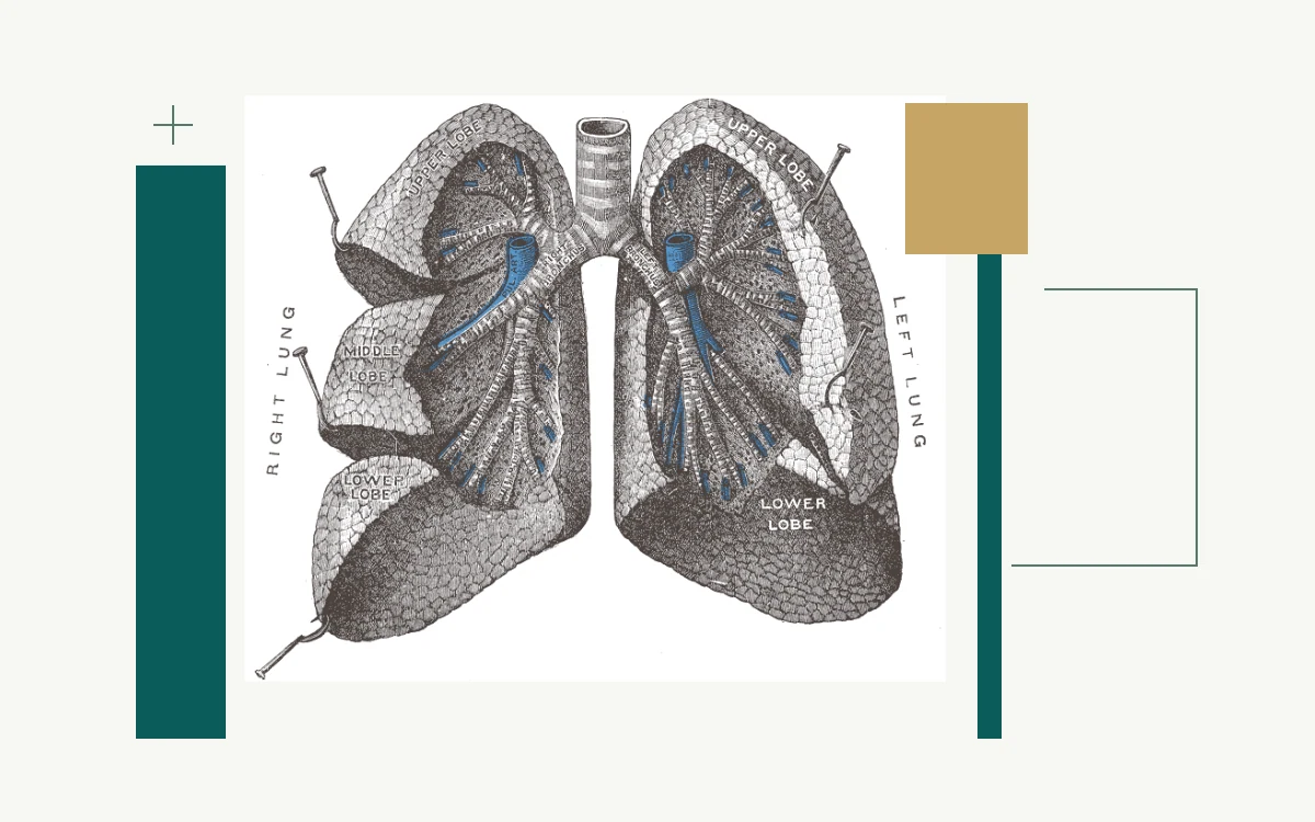 Historical anatomical illustration: lungs with branching bronchi and bronchioles