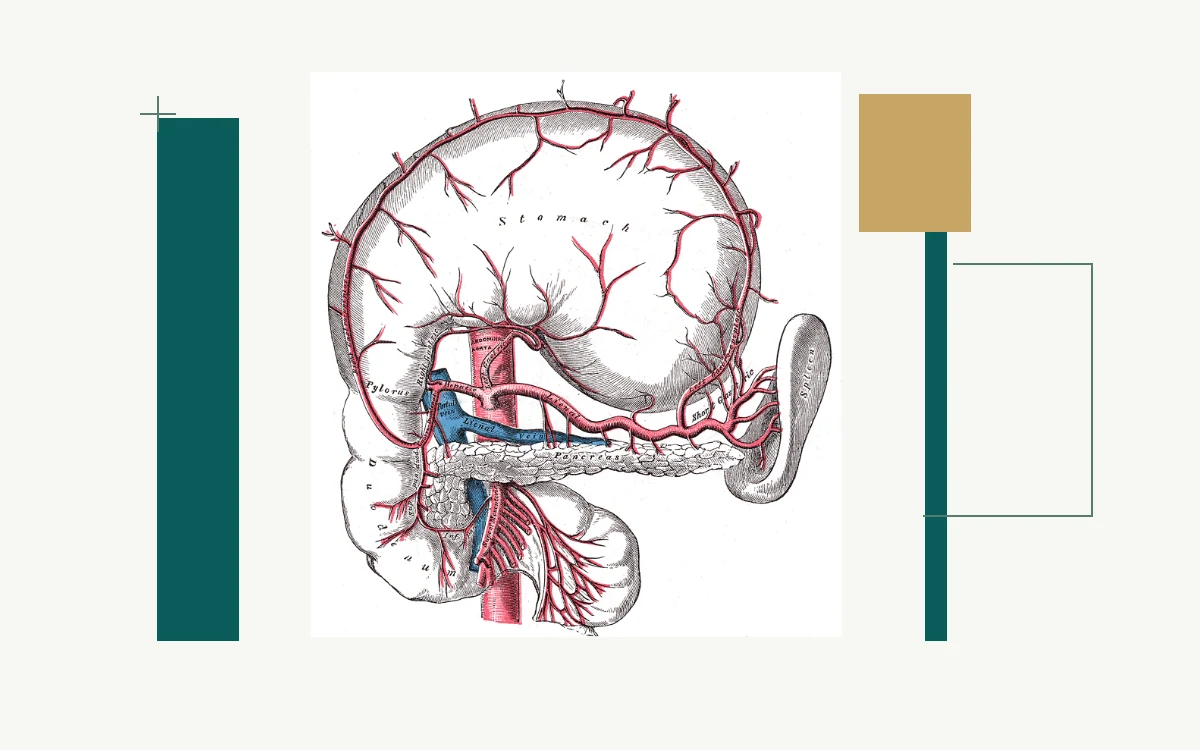 Historical anatomical illustration: stomach and branches of the celiac artery