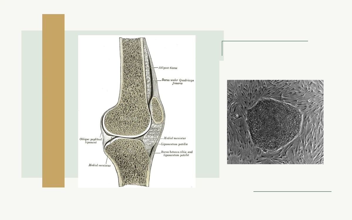Historical anatomical illustration: cross-section of the right knee joint · Microscopy of an embryonic stem-cell colony on feeder cells