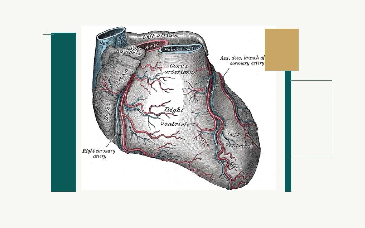 Historical anatomical illustration: heart and coronary blood vessels