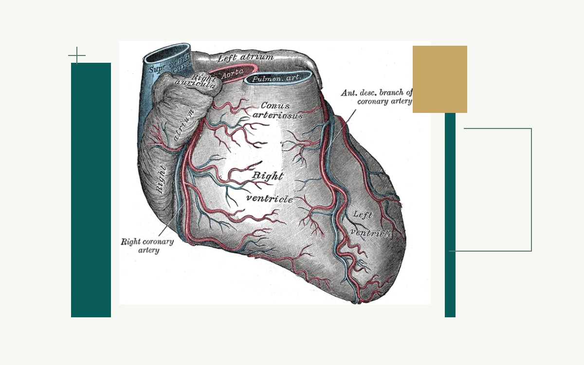 Historical anatomical illustration: heart and coronary blood vessels