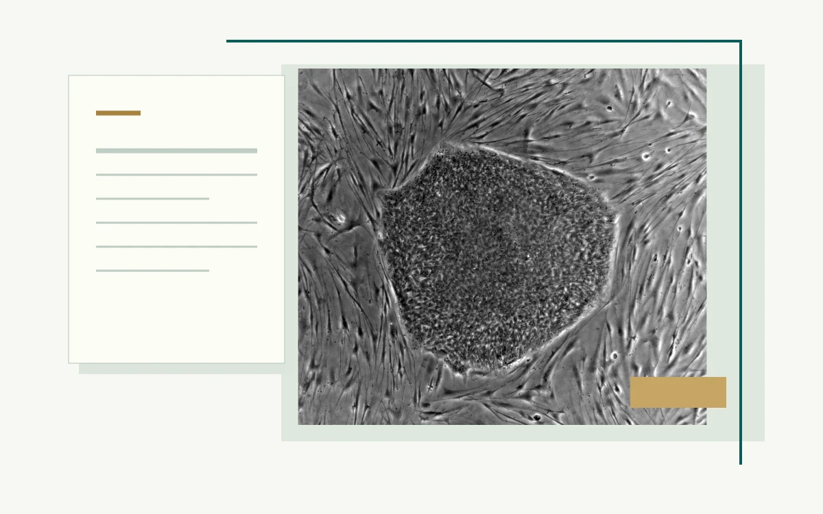 Microscopy of an embryonic stem-cell colony on feeder cells · Stylized document illustration