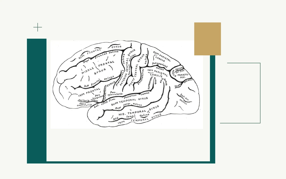 Historical anatomical illustration: side view of the left cerebral hemisphere