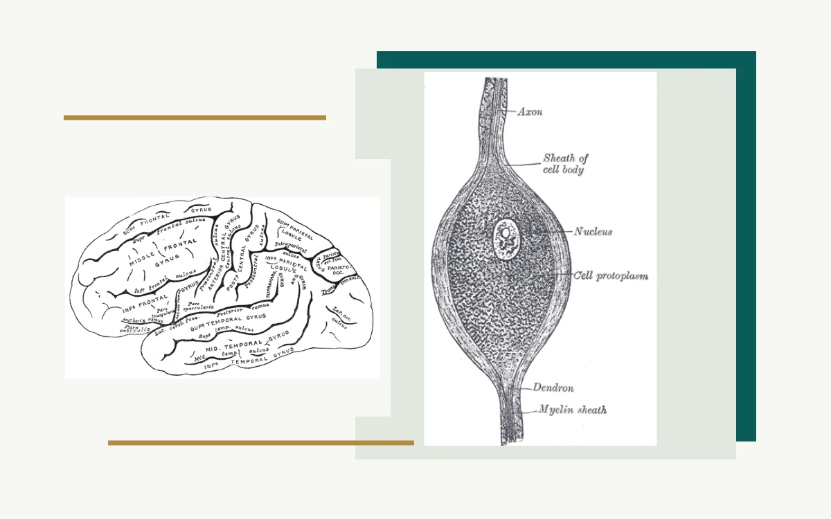 Historical anatomical illustration: nerve cell with axon and cell body · Historical anatomical illustration: side view of the left cerebral hemisphere