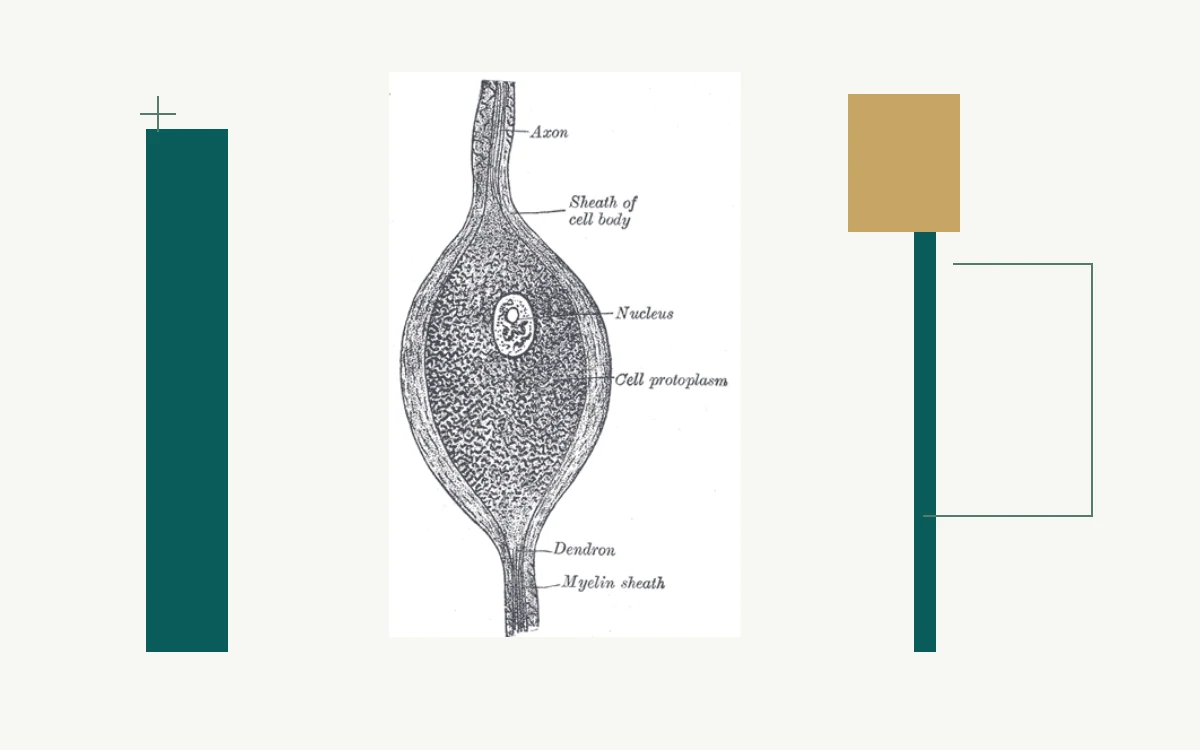 Historical anatomical illustration: nerve cell with axon and cell body
