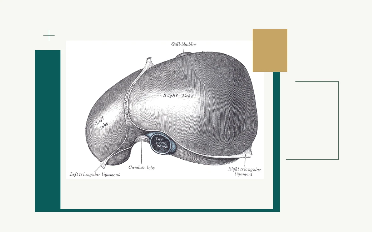 Historical anatomical illustration: underside of the liver
