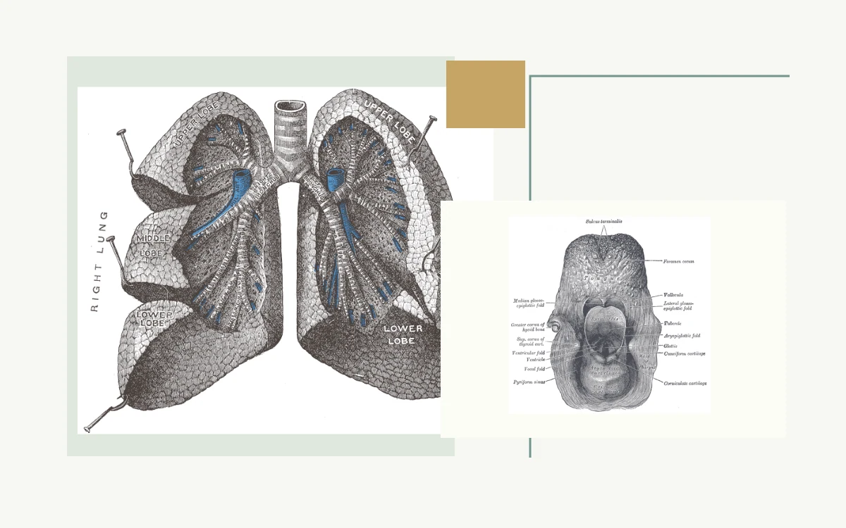 Historical anatomical illustration: lungs with branching bronchi and bronchioles · Historical anatomical illustration: entrance to the larynx seen from behind
