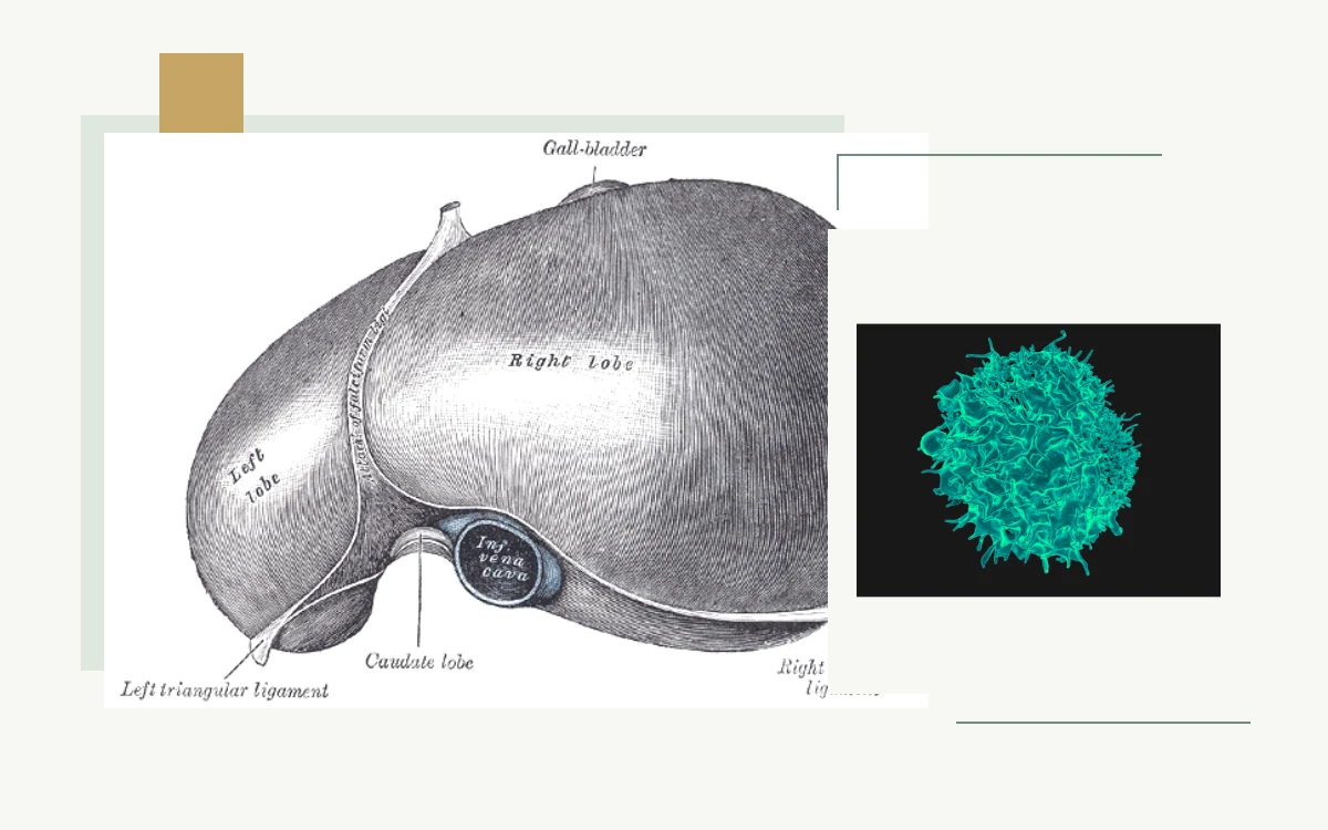 Historical anatomical illustration: underside of the liver · Colourized electron micrograph of a T lymphocyte
