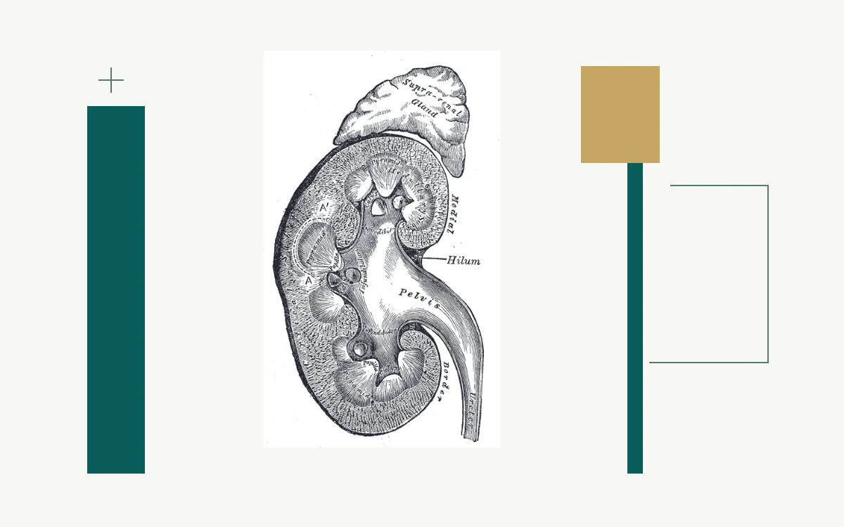 Historical anatomical illustration: lengthwise section of a kidney