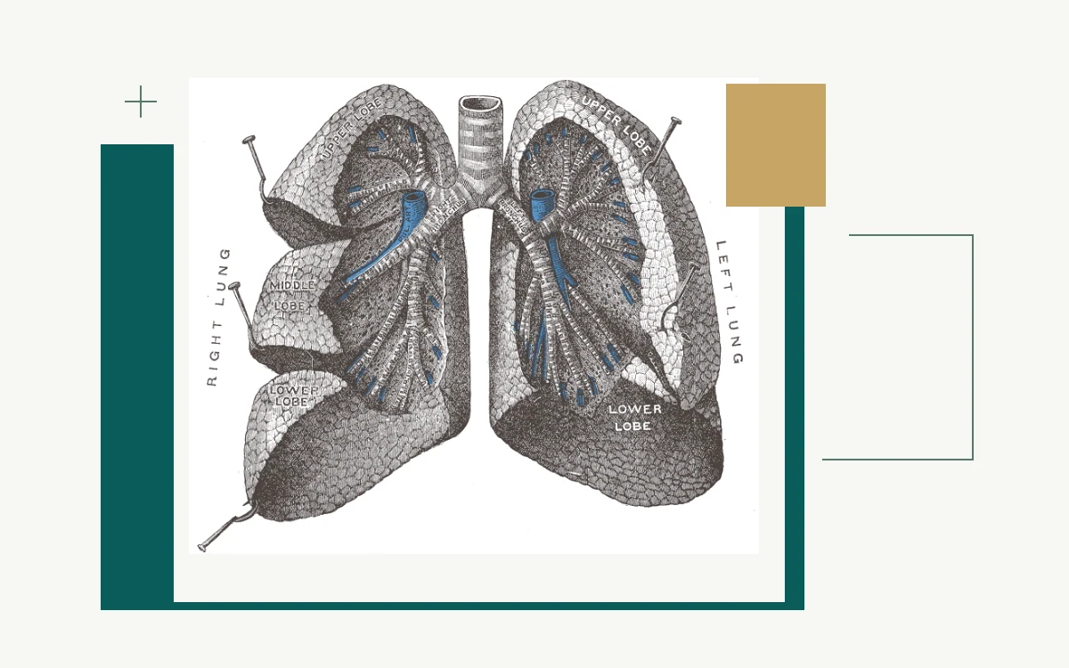 Historical anatomical illustration: lungs with branching bronchi and bronchioles