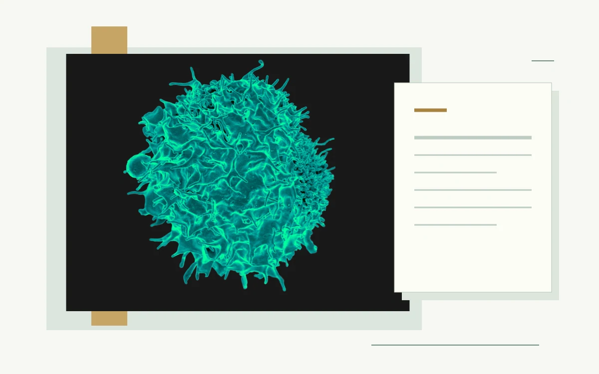 Colourized electron micrograph of a T lymphocyte · Stylized document illustration