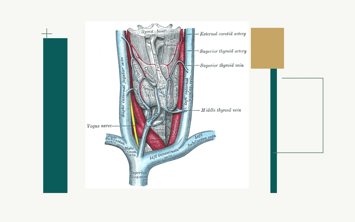 Historical anatomical illustration: thyroid gland and its blood supply