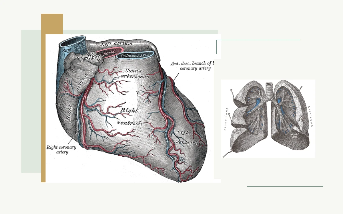 Historical anatomical illustration: heart and coronary blood vessels · Historical anatomical illustration: lungs with branching bronchi and bronchioles
