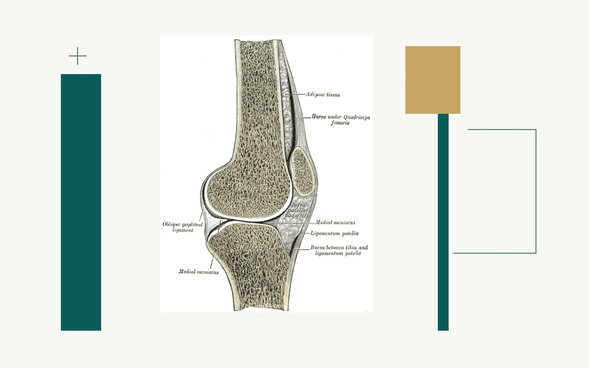 Historical anatomical illustration: cross-section of the right knee joint