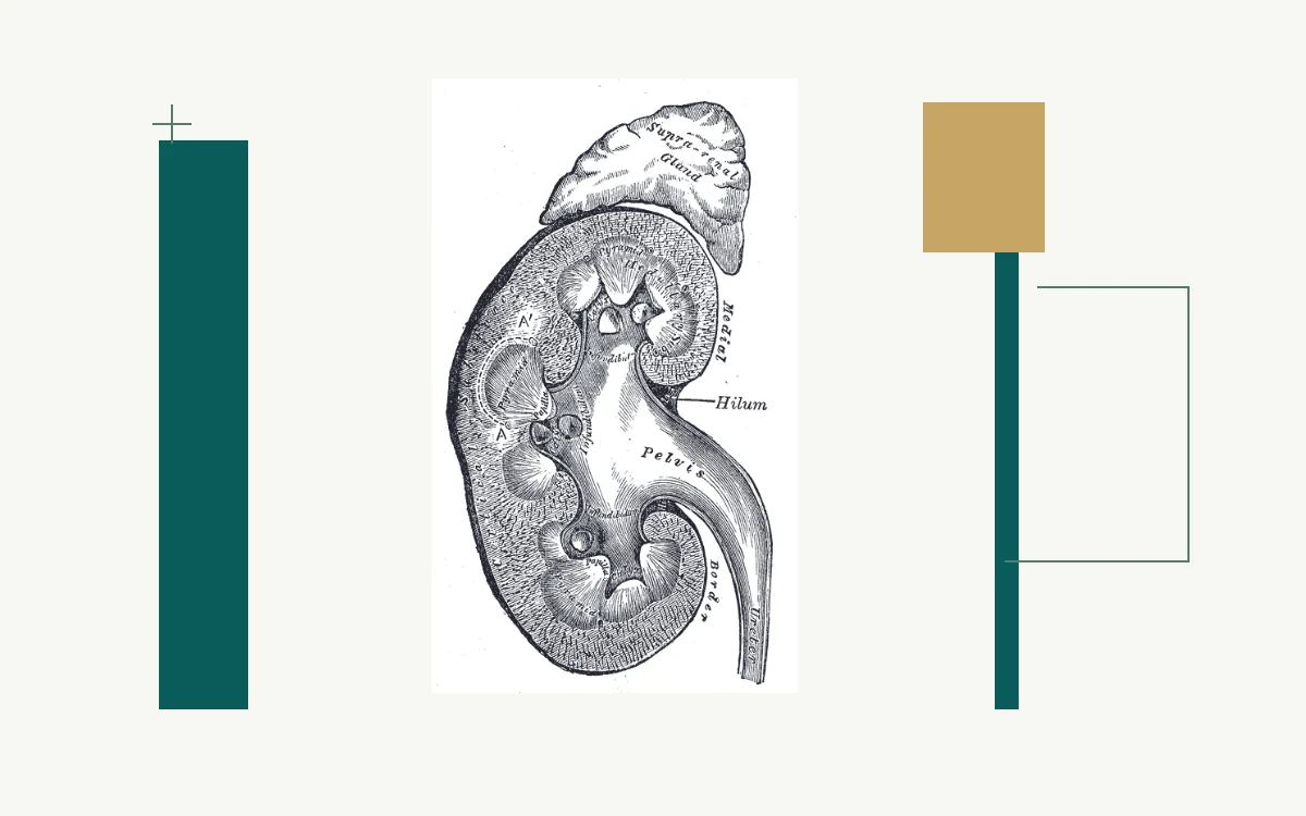 Historical anatomical illustration: lengthwise section of a kidney