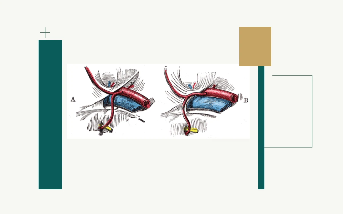 Historical anatomical illustration: arteries and veins